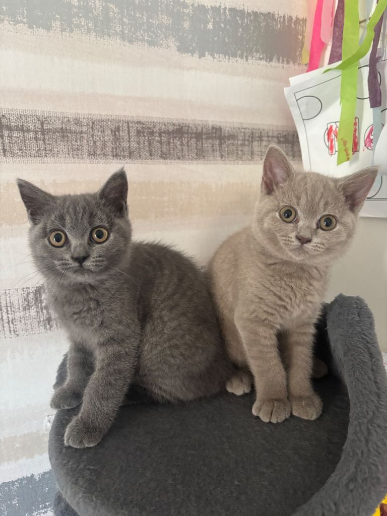 READY | 2 GIRLS LEFT blue & lilac shorthair kittens 
