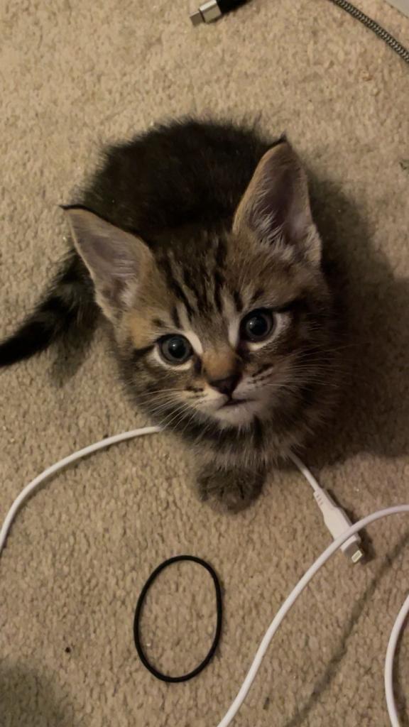 Tabby Male Kitten