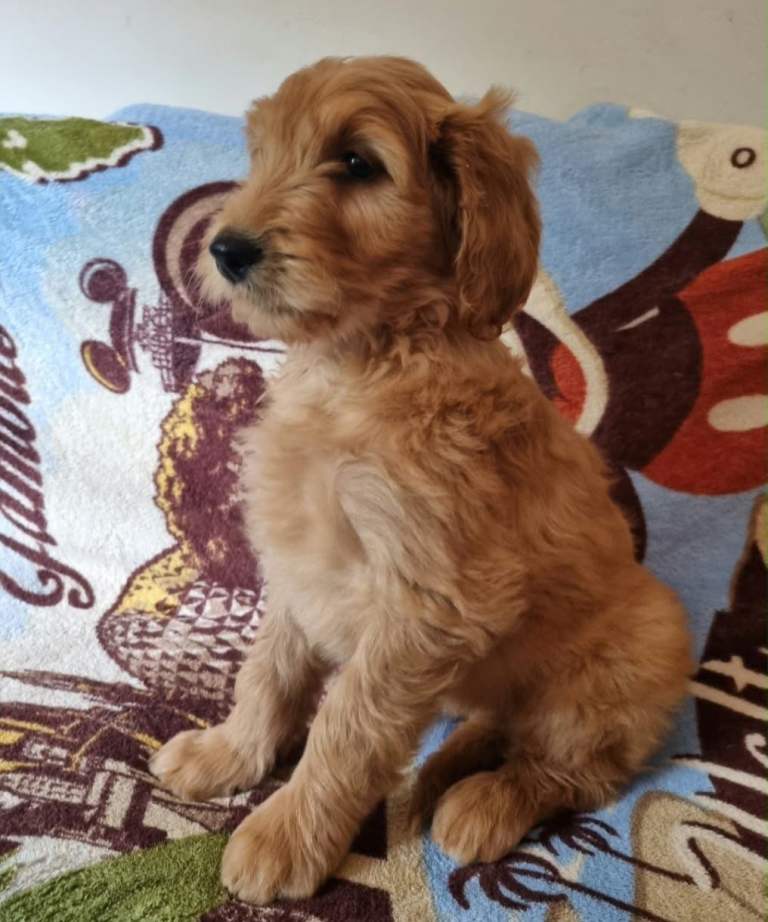 LAST GIRL LAST BOY! F2b Goldendoodle puppies