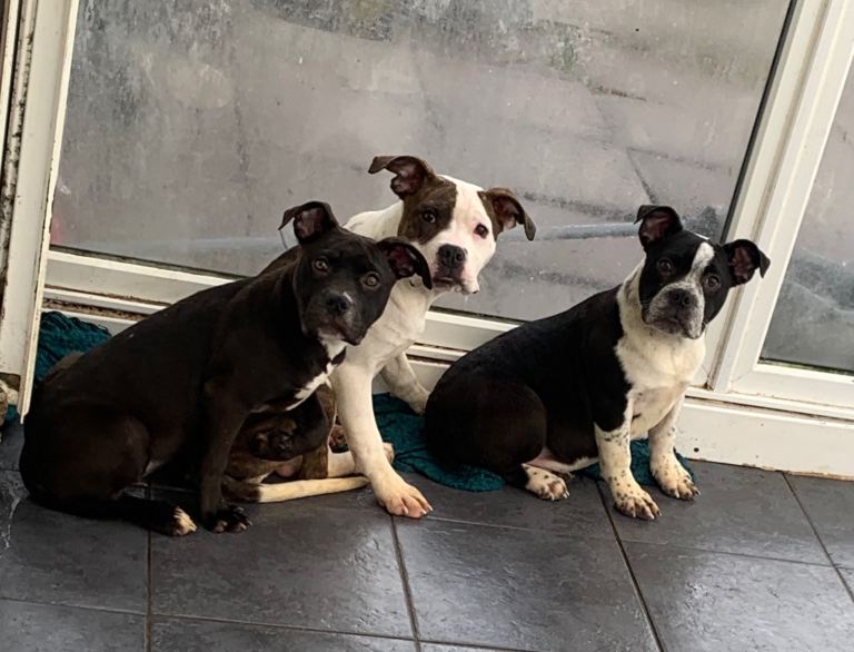 Pocket bully puppies