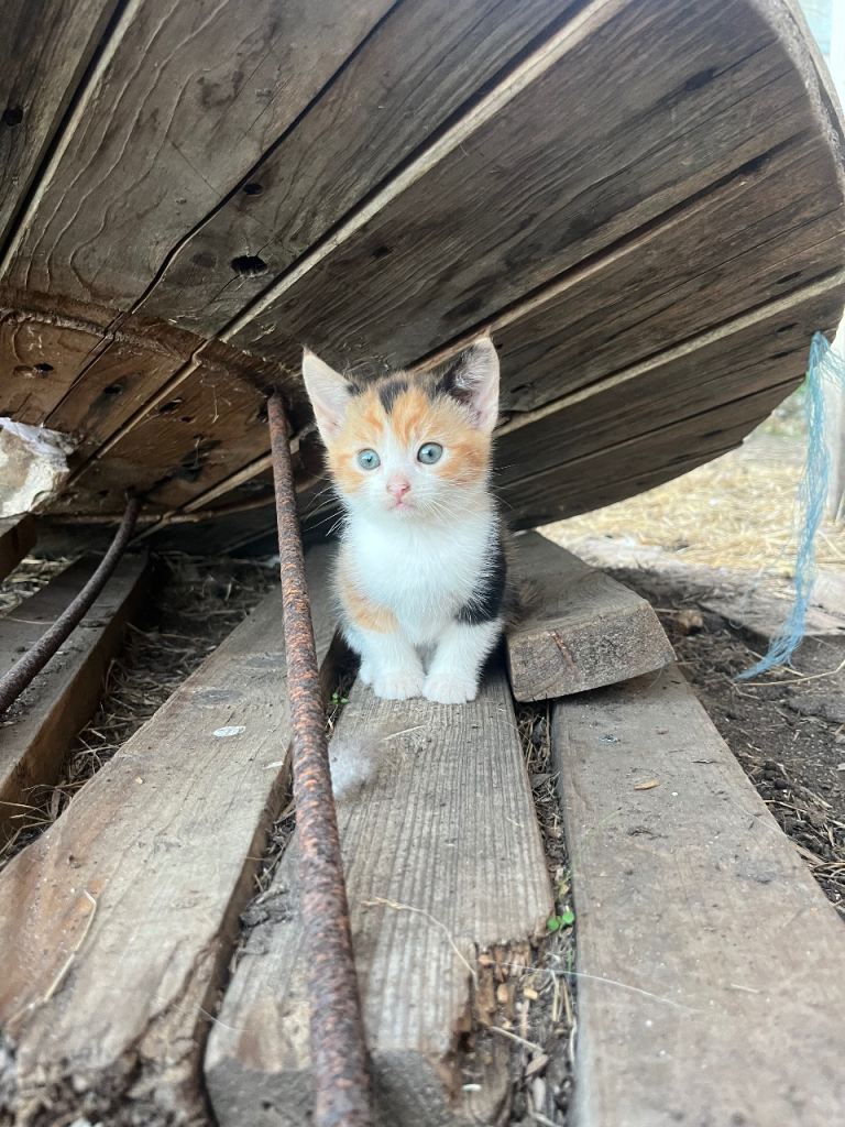 Female calico kitten & ginger & white male 