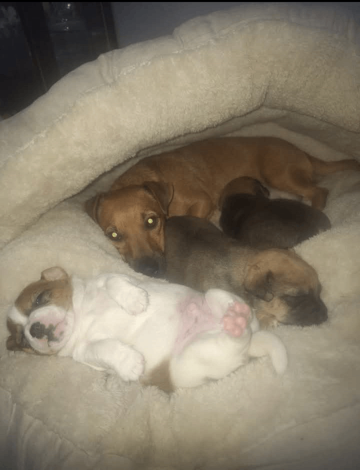 Jack Russell puppies for sale 