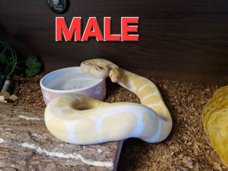 male ball pythons and vivs available