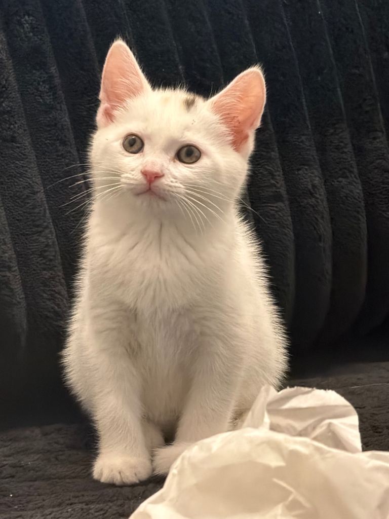 3 Kittens For Rehoming