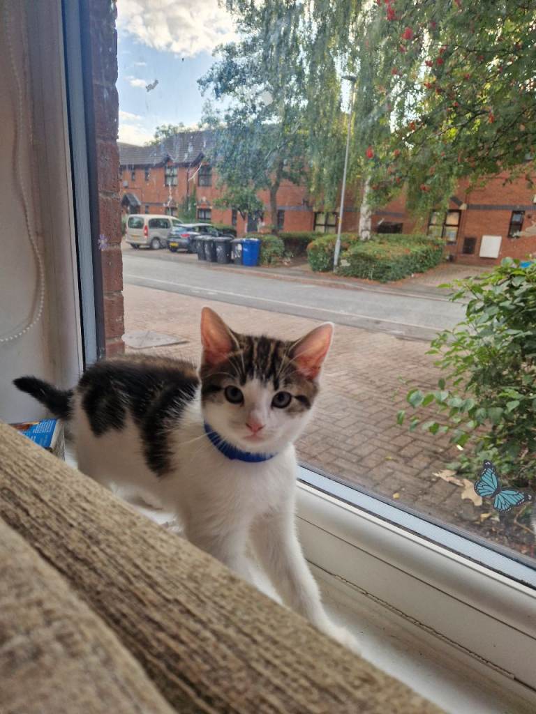 1 male kitten left!