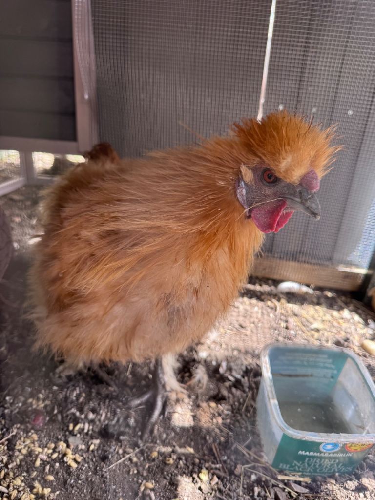 Rooster and Hens