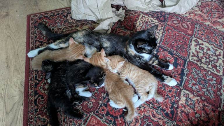 3 British short hair kitten
