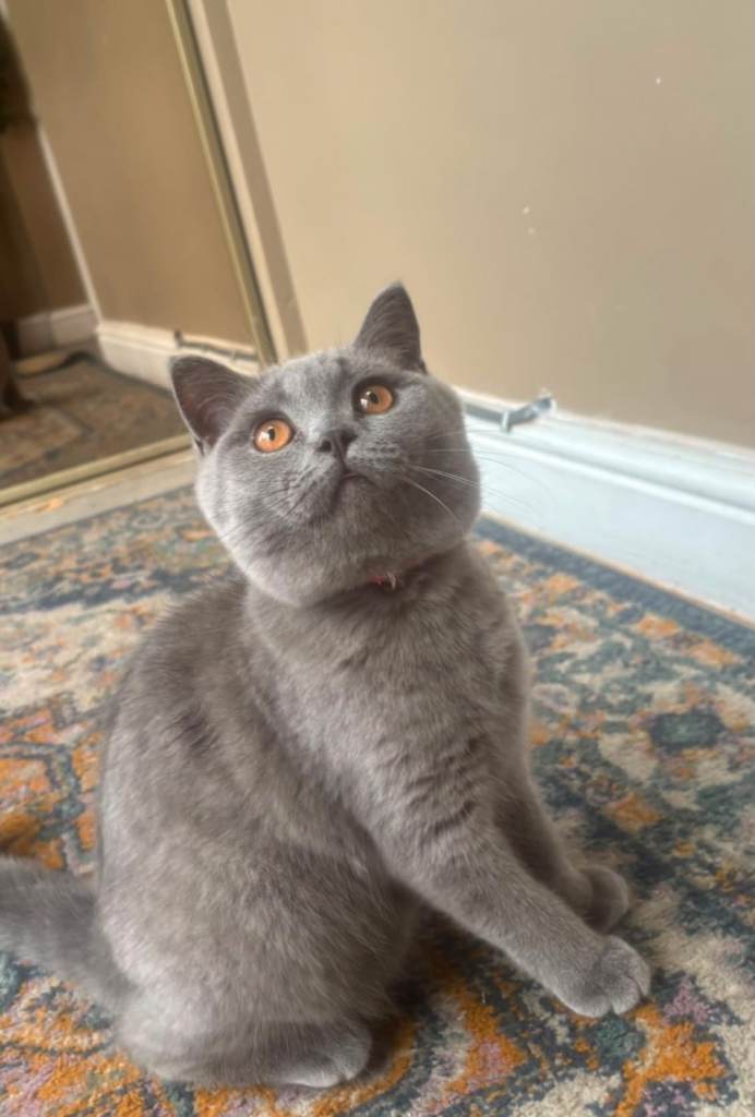 1 gorgeous beautiful Bsh kitten left