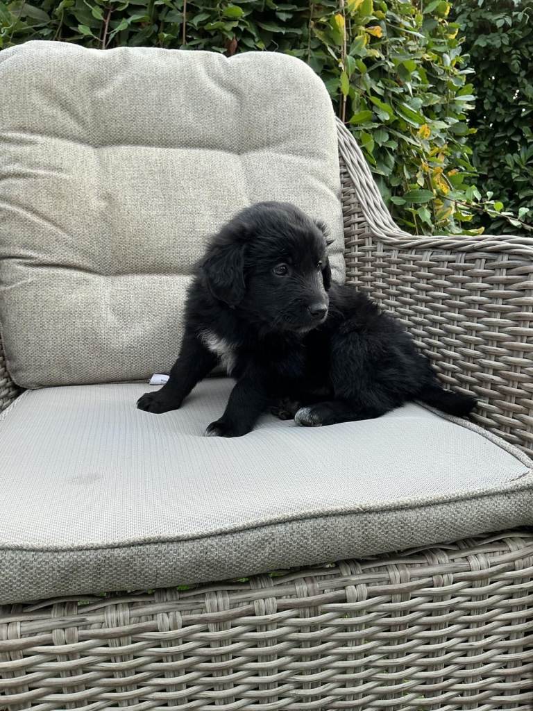 Retriever/Collie Puppies ready to go