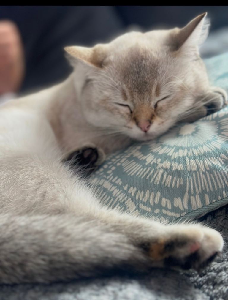 Beautiful & Loving Cat for Sale 