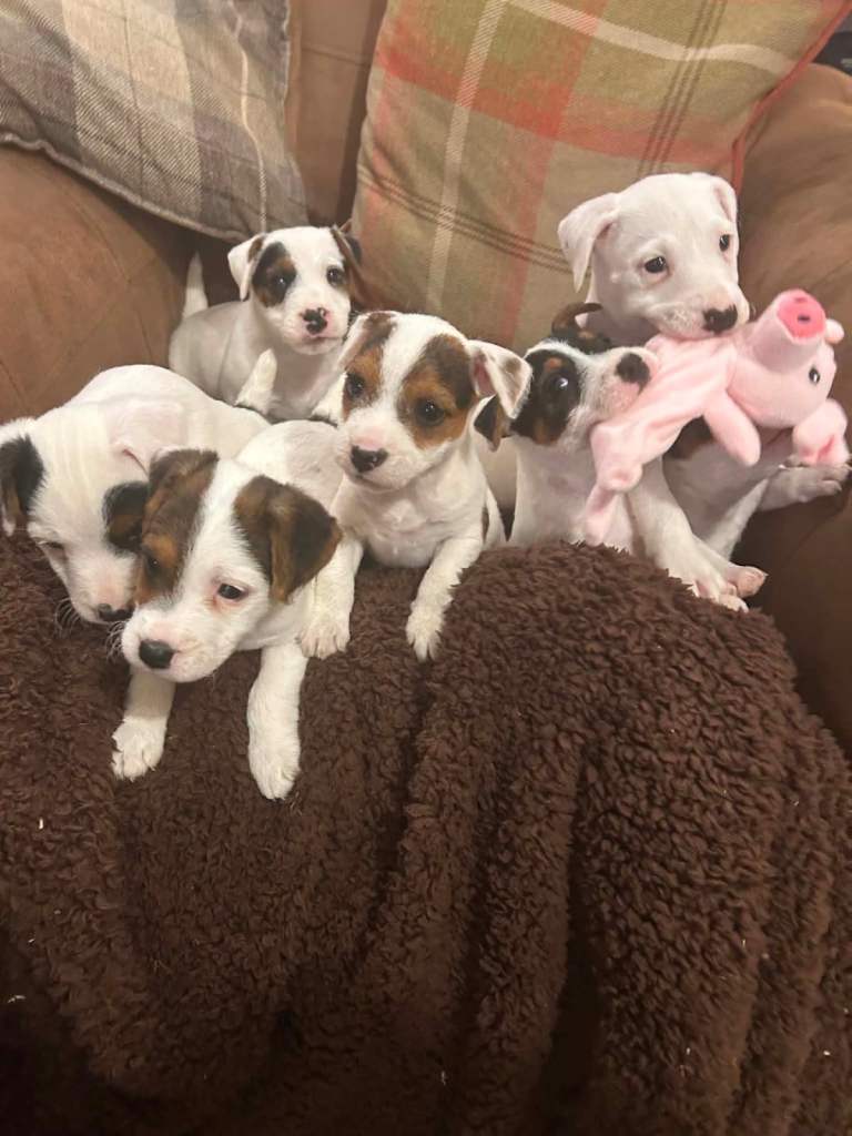 Parsons Jack Russell pups 