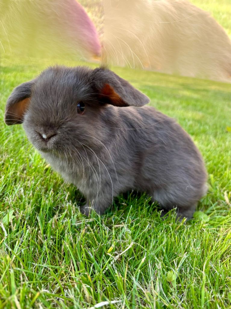 Mini lop babies looking for new home