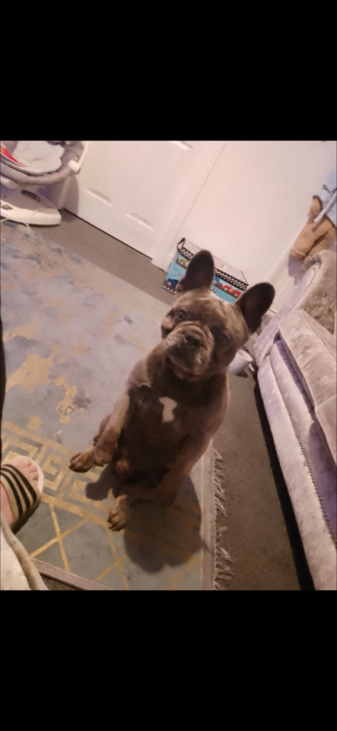 Male French bulldog 