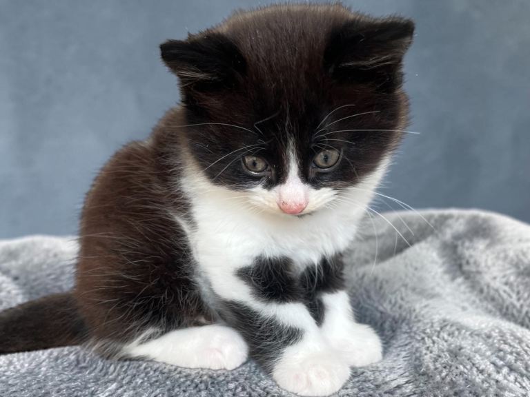 4 beautiful kittens for sale