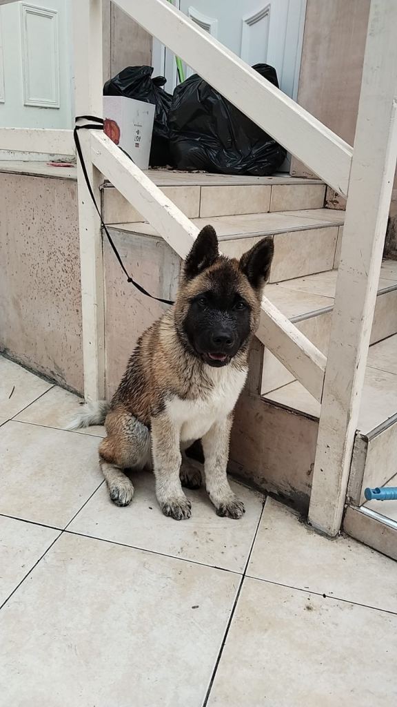 American Akita 