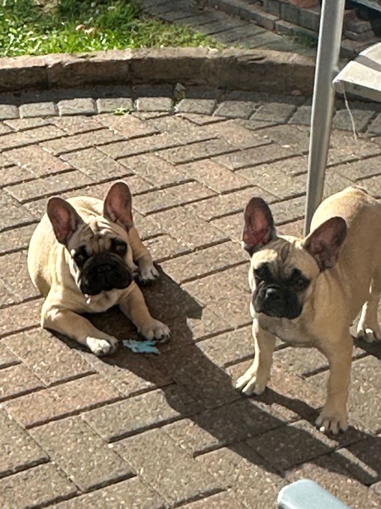 French Bulldog 