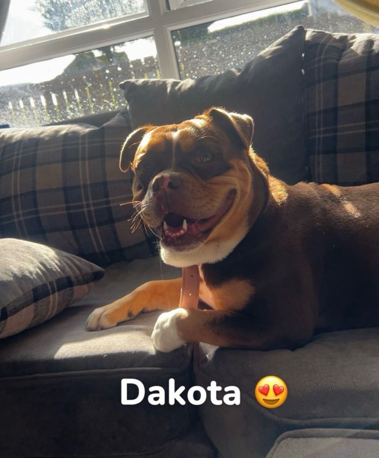 Olde English bulldog puppies 💥💥 LAST ONE 💥💥going cheap**