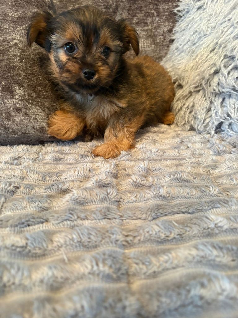 Beautiful Chorkie boy