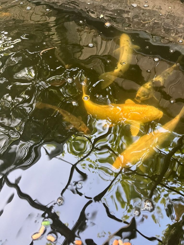 Japanese Koi Carp in Kent