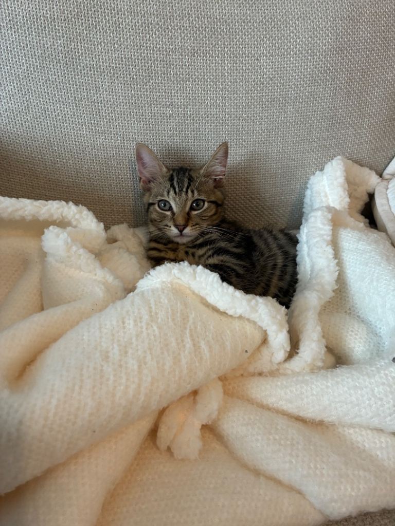 Kitten