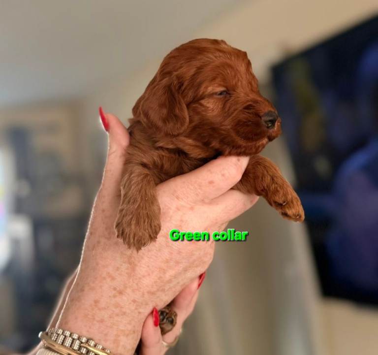 F1 Cockerpoo puppies 