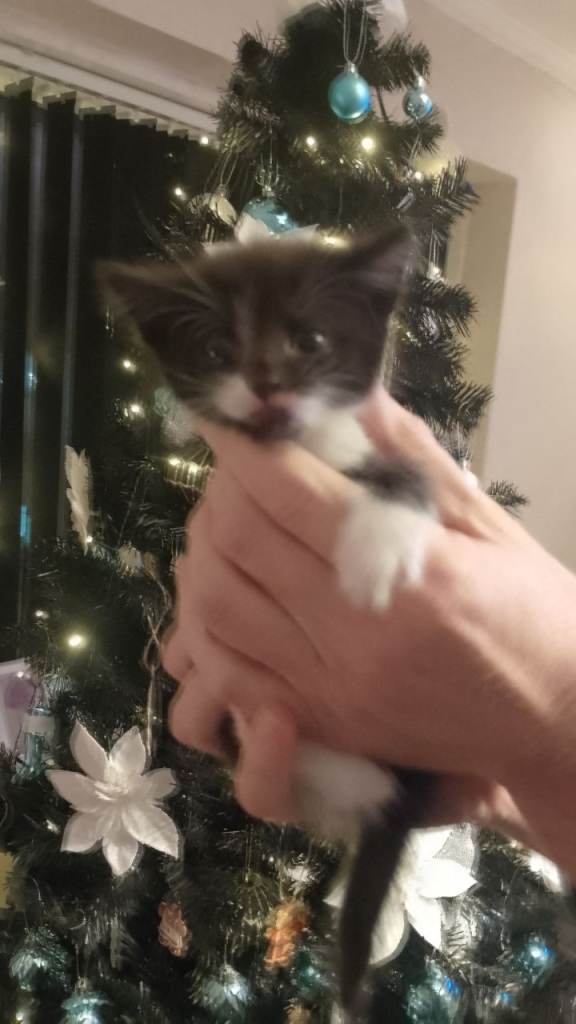 Fluffy playful kittens