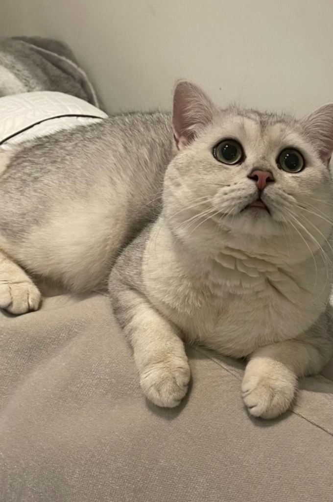 Pedigree British Short Hair Kittens