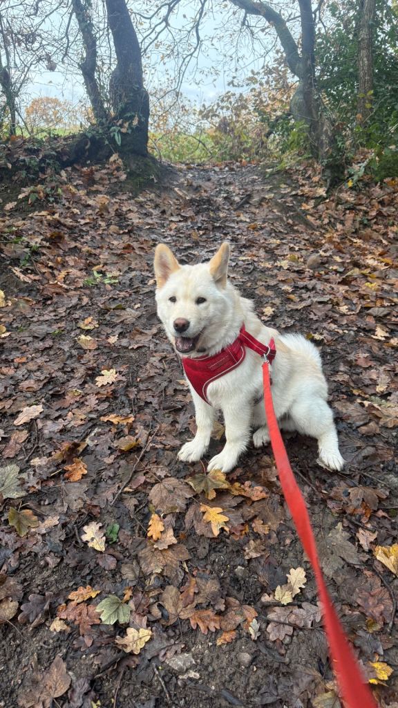 White husky puppy urgent sale