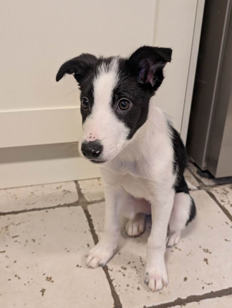 Border collie x 2 female. 