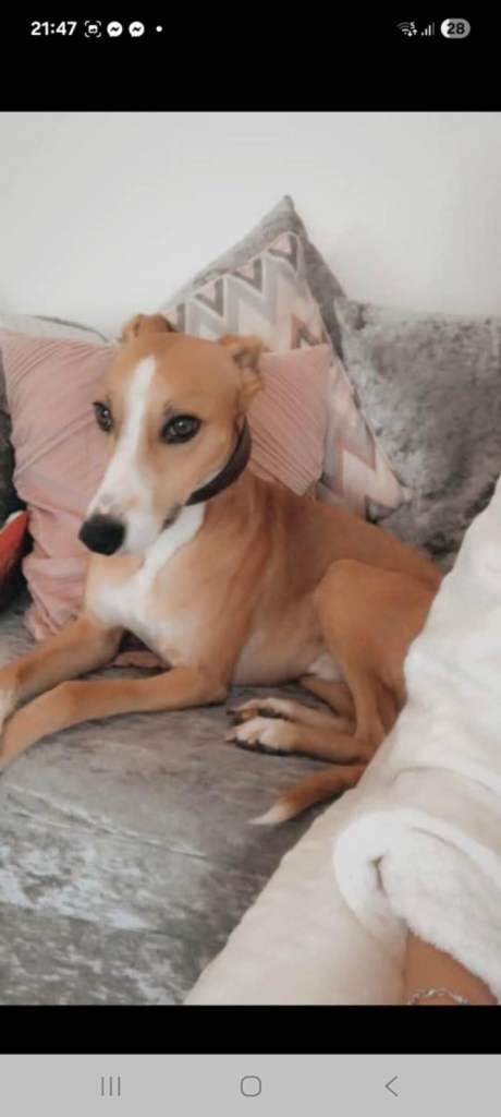 Lurcher pup 1 male pick of the litter