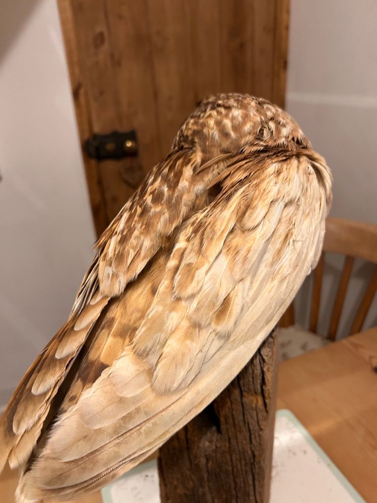 Taxidermy Short Eared Owl 