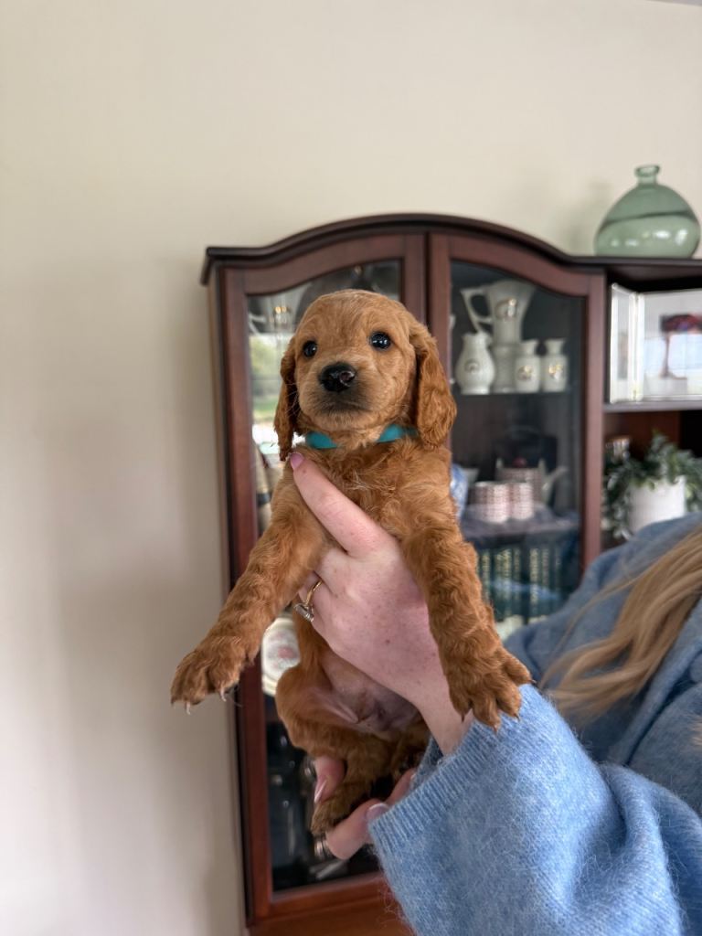 Miniature goldendoodle puppies F1B  