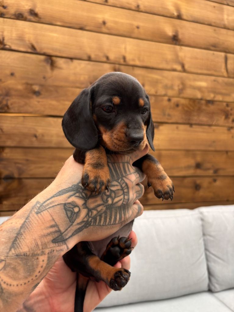 Ready Now Quality KC Registered Miniature Dachshund Puppies