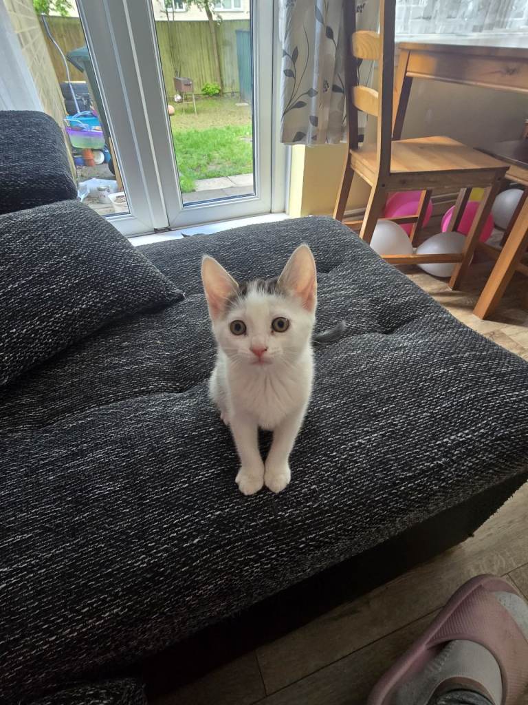 Kitten for sale