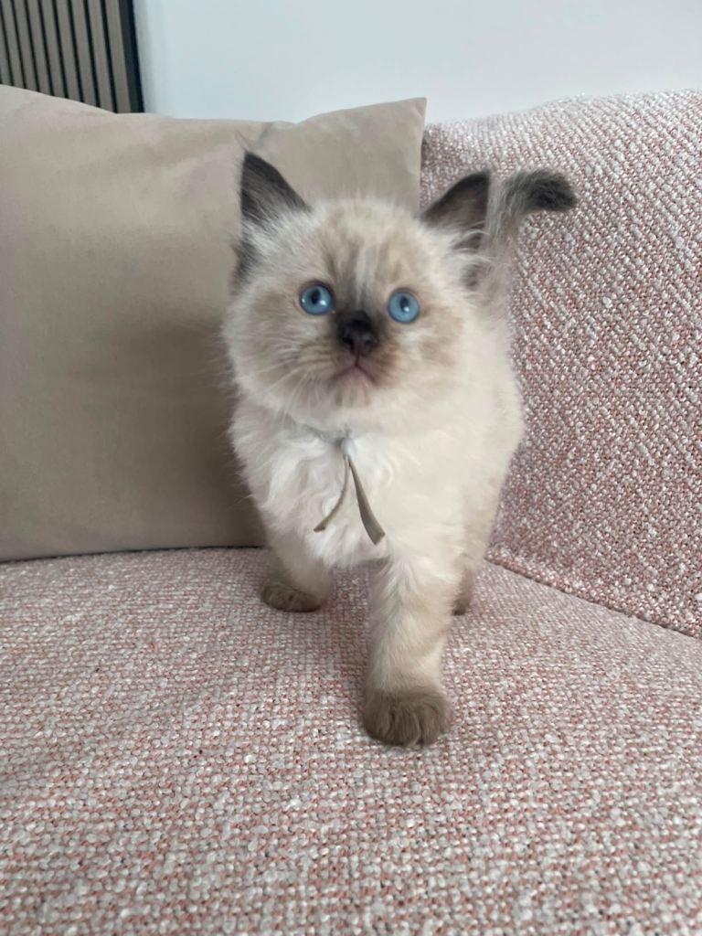 🐾 5 Adorable Ragdoll Kittens – 3 Boys & 2 Girls