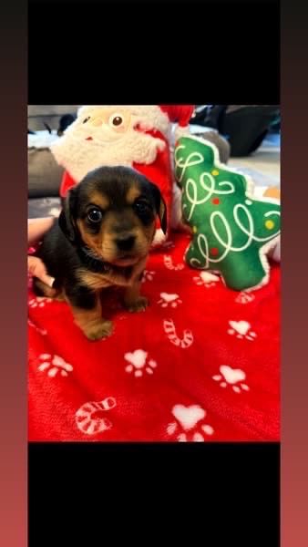 Jackchund puppies 