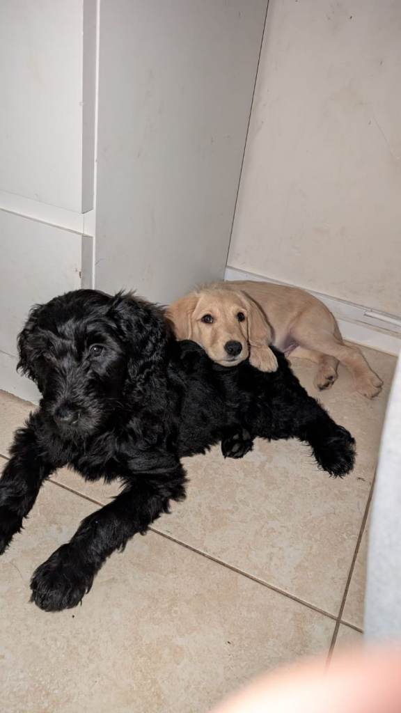 READY TO LEAVE! Double doodle puppies (labradoodle X goldendoodle, hypoallergenic)
