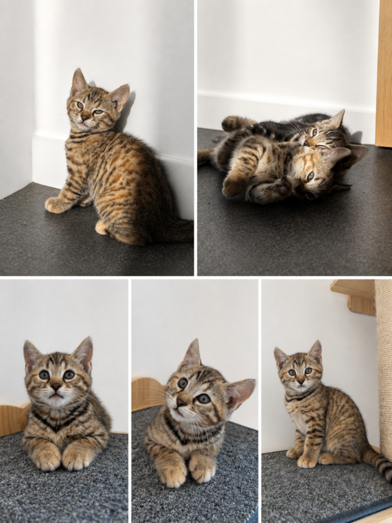 Bengal kittens 