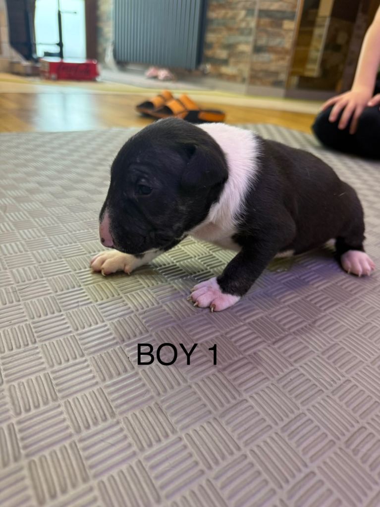English bull terrier 