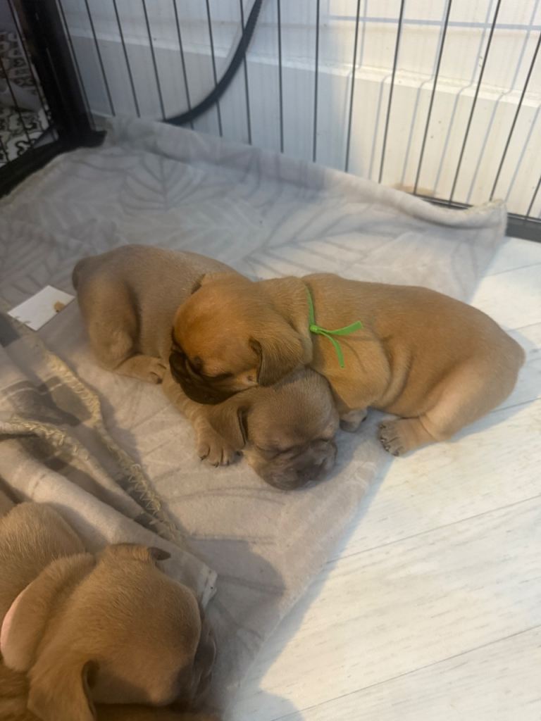 Beautiful French Bulldog Puppies 