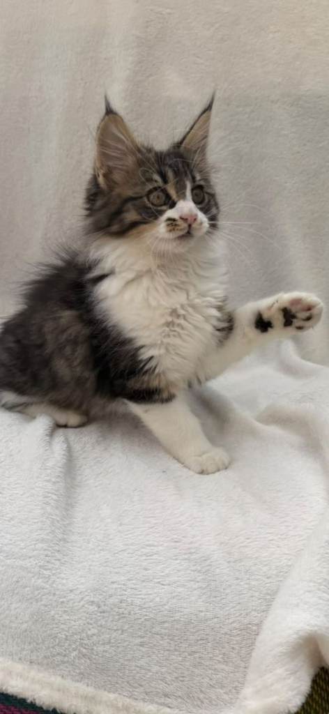 Maine Coon 
