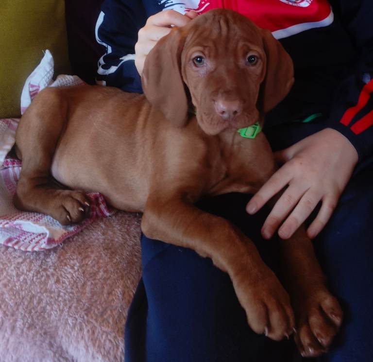 Hungarian Vizla puppies for sale