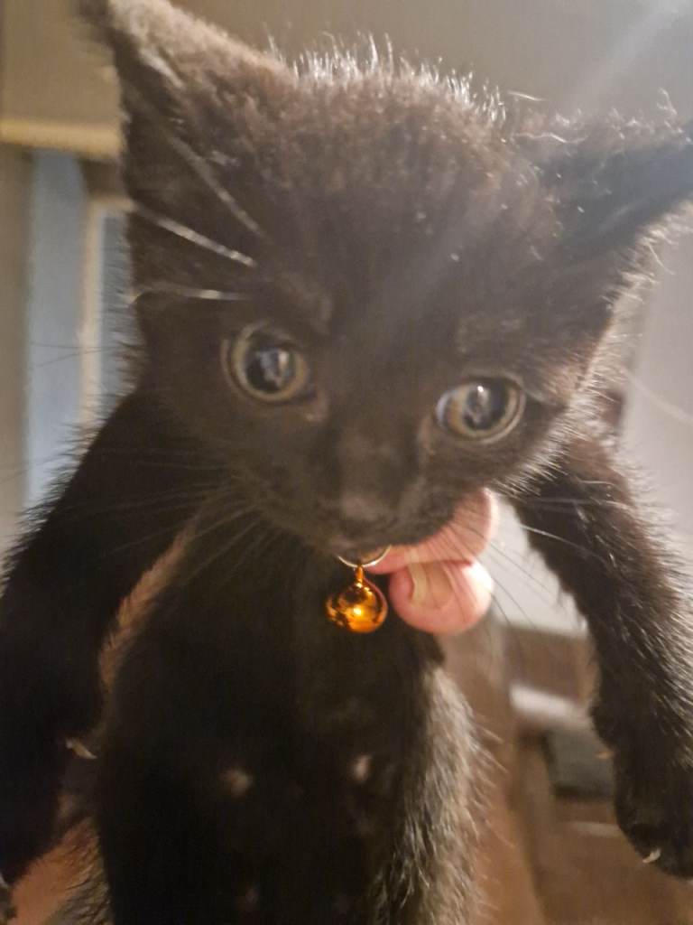 Mixed domestic black siamese 