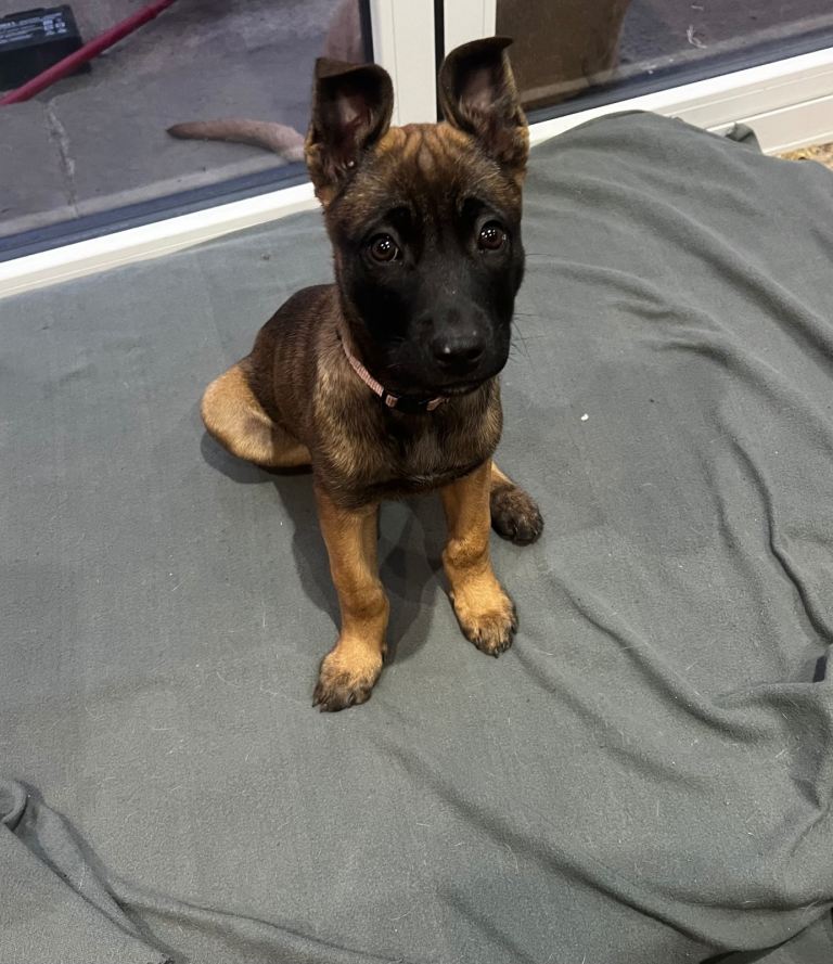 belgian malinois