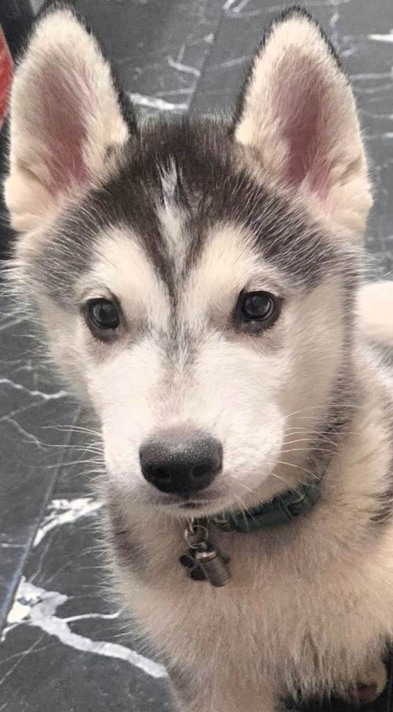 Siberian husky 