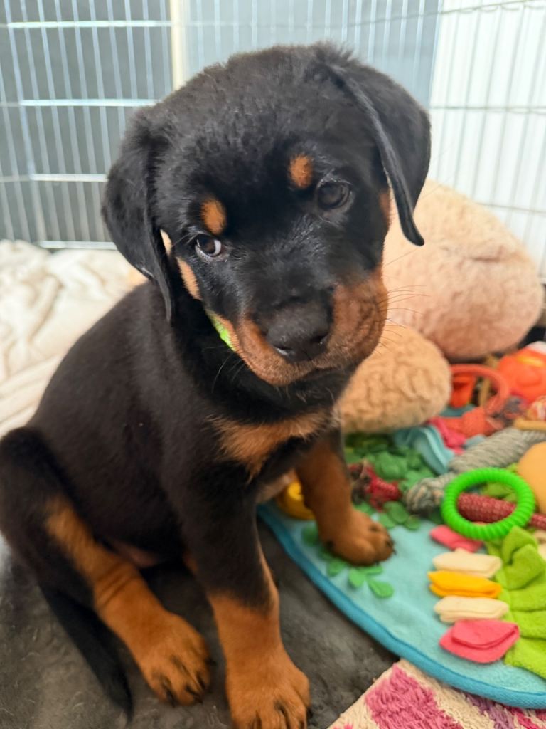 FEMALE ROTTWEILER PUPPY