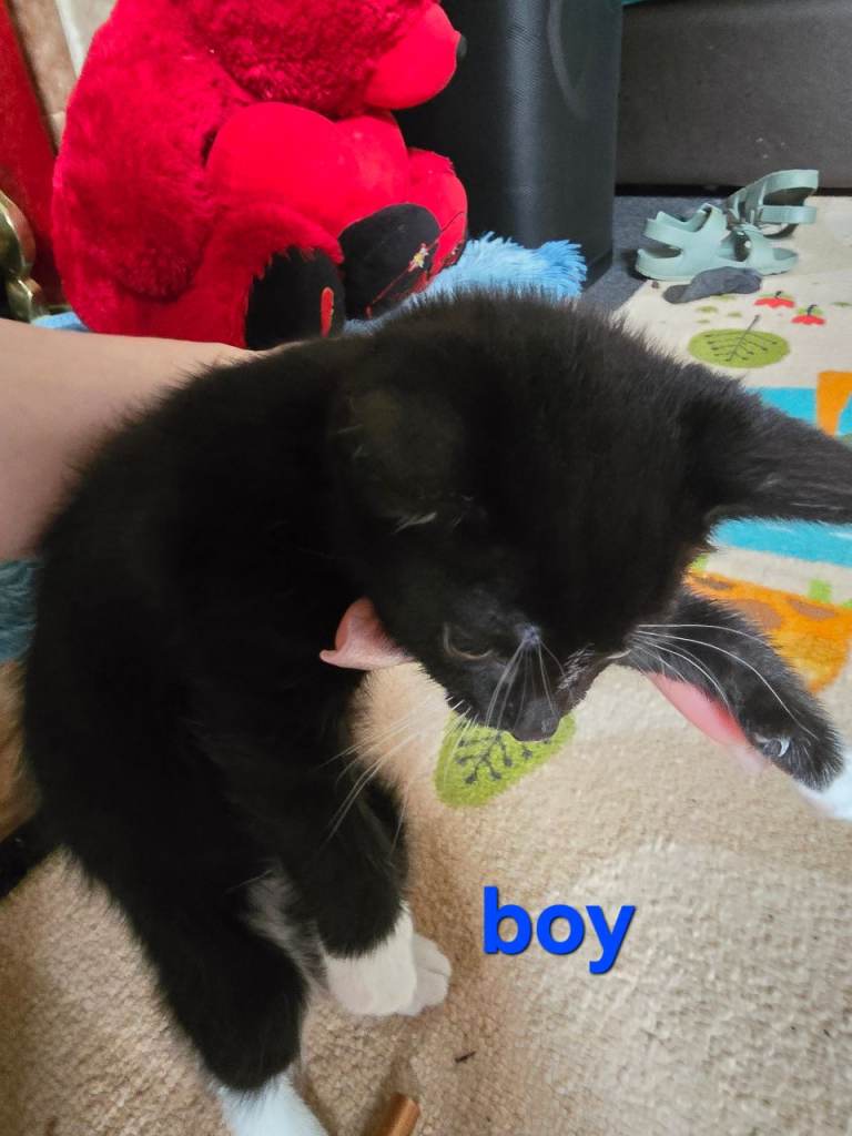 Cats