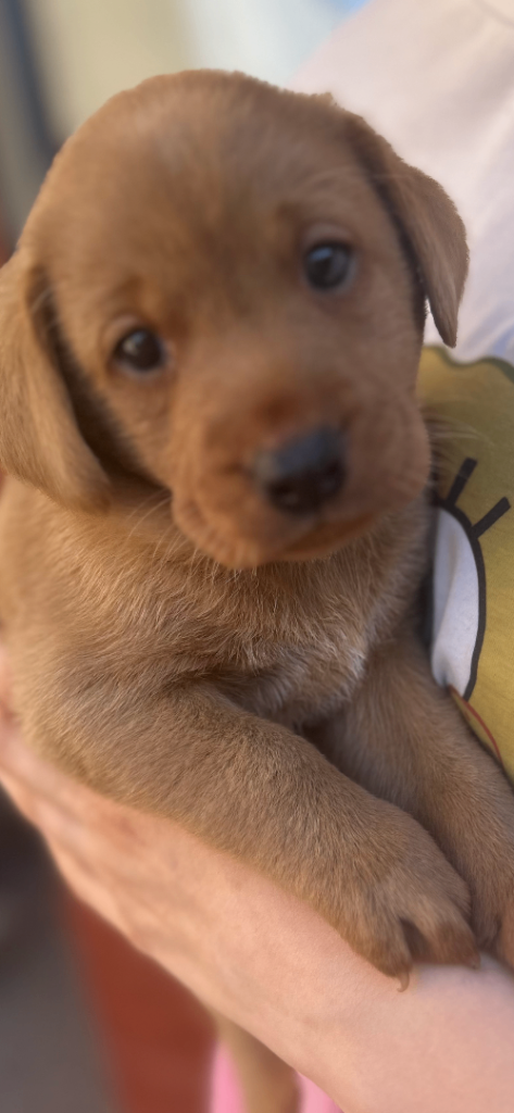 Beautiful Labrador Puppies
