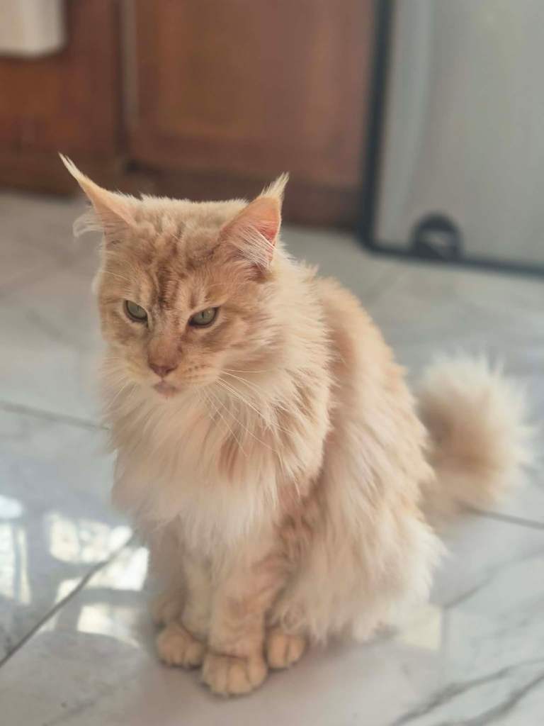 Maine coon for sale