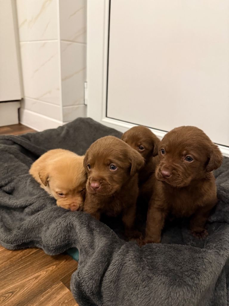 Labrador puppies 